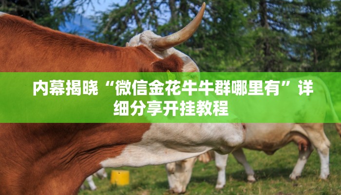  内幕揭晓“微信金花牛牛群哪里有”详细分享开挂教程