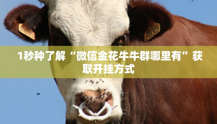 1秒种了解“微信金花牛牛群哪里有”获取开挂方式