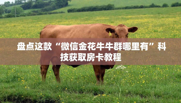  盘点这款“微信金花牛牛群哪里有”科技获取房卡教程