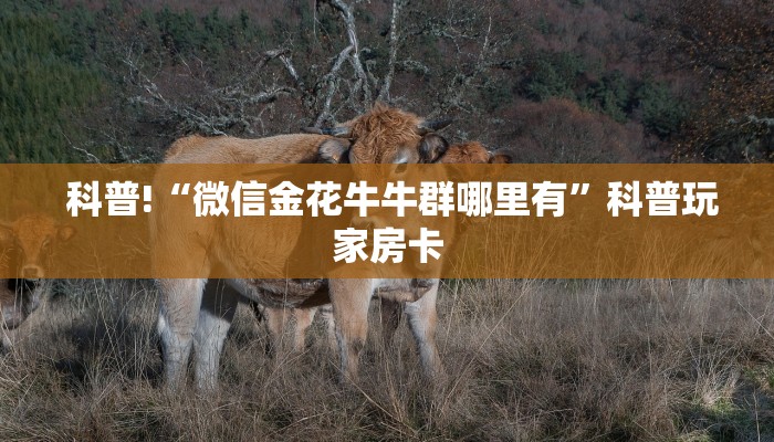  科普!“微信金花牛牛群哪里有”科普玩家房卡