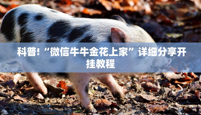  科普!“微信牛牛金花上家”详细分享开挂教程